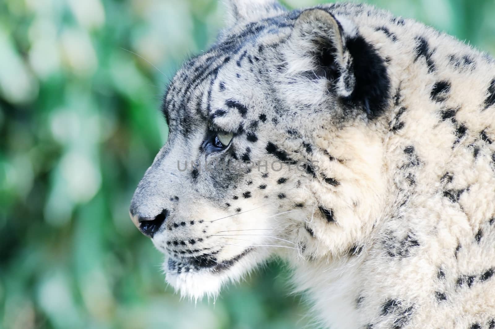 Closeup profile portrait of snow leopard head