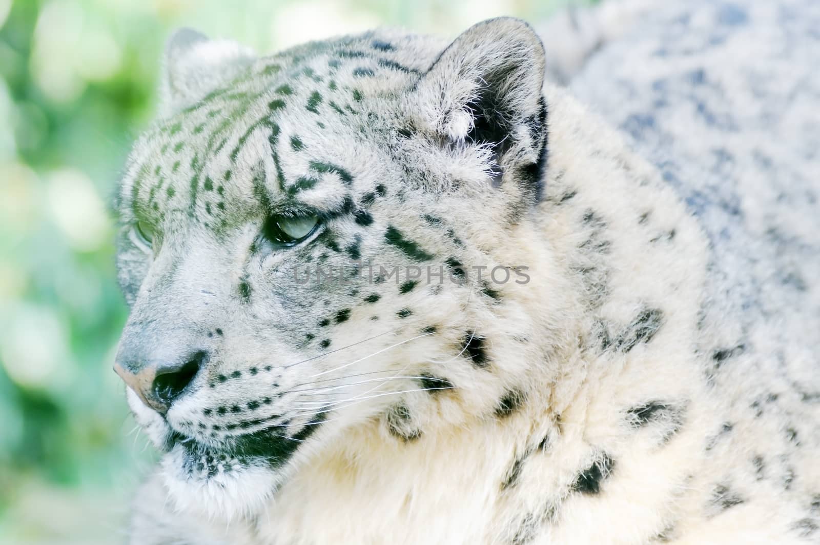 Snow leopard closeup of head showing spots on fur