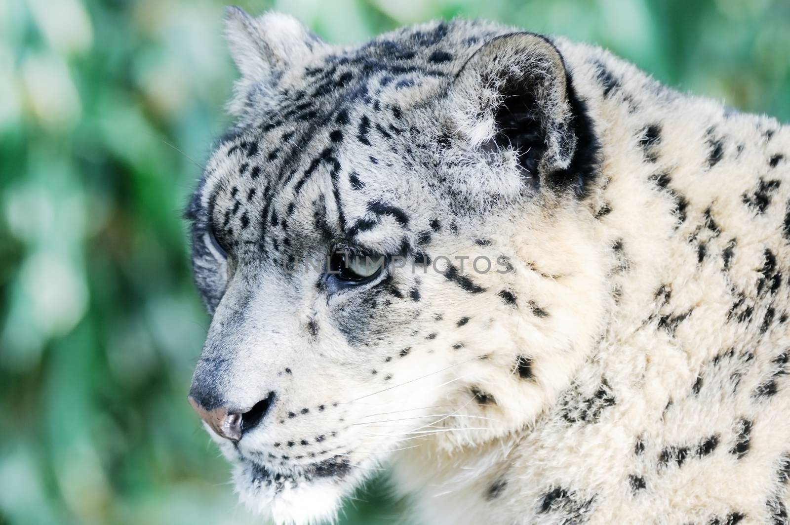 Closeup detail of snow leopard face