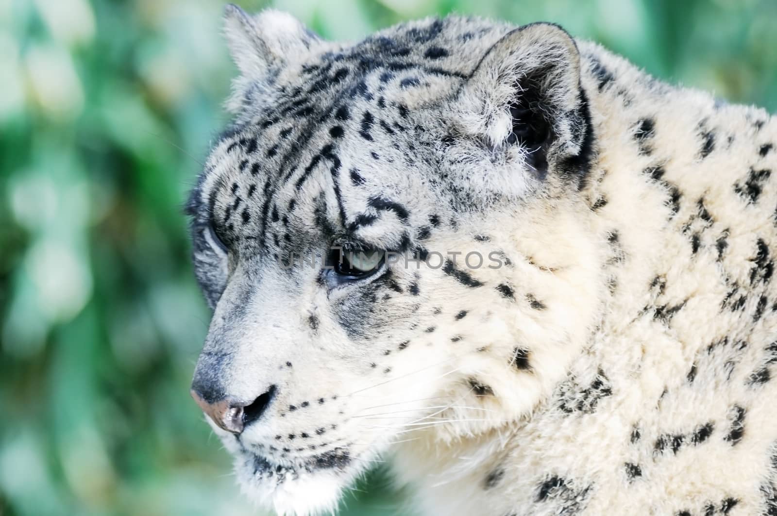 Closeup detail of snow leopard fur