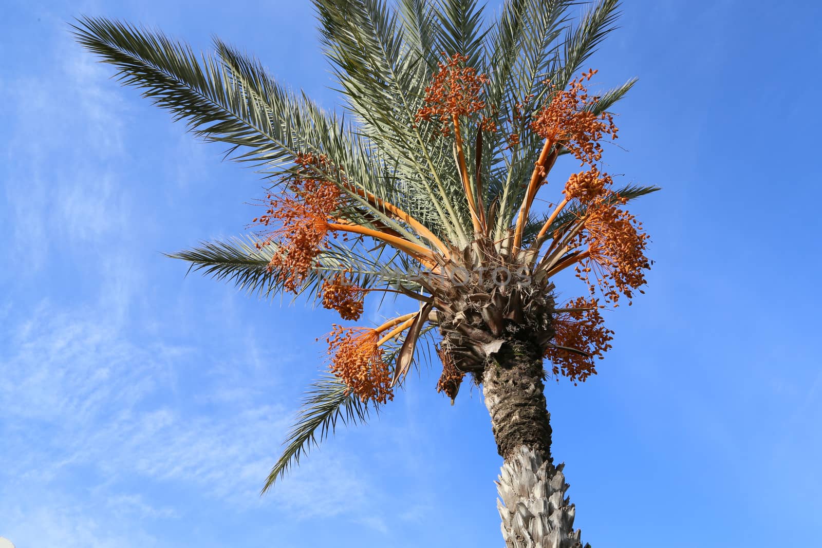 date palm tree with fruit with nice blue sky as a background