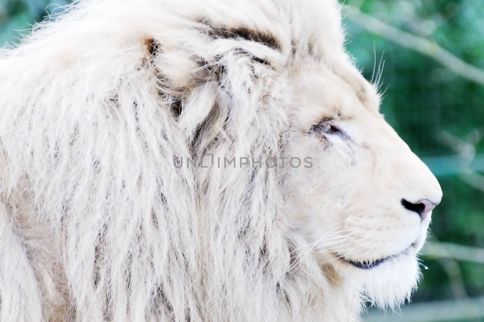 White lion closeup showing fur detail and face