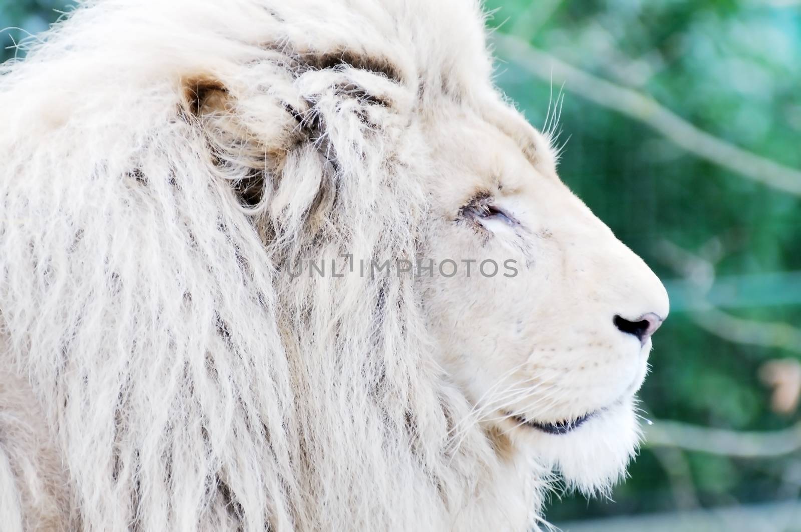 White Lion Face by kmwphotography