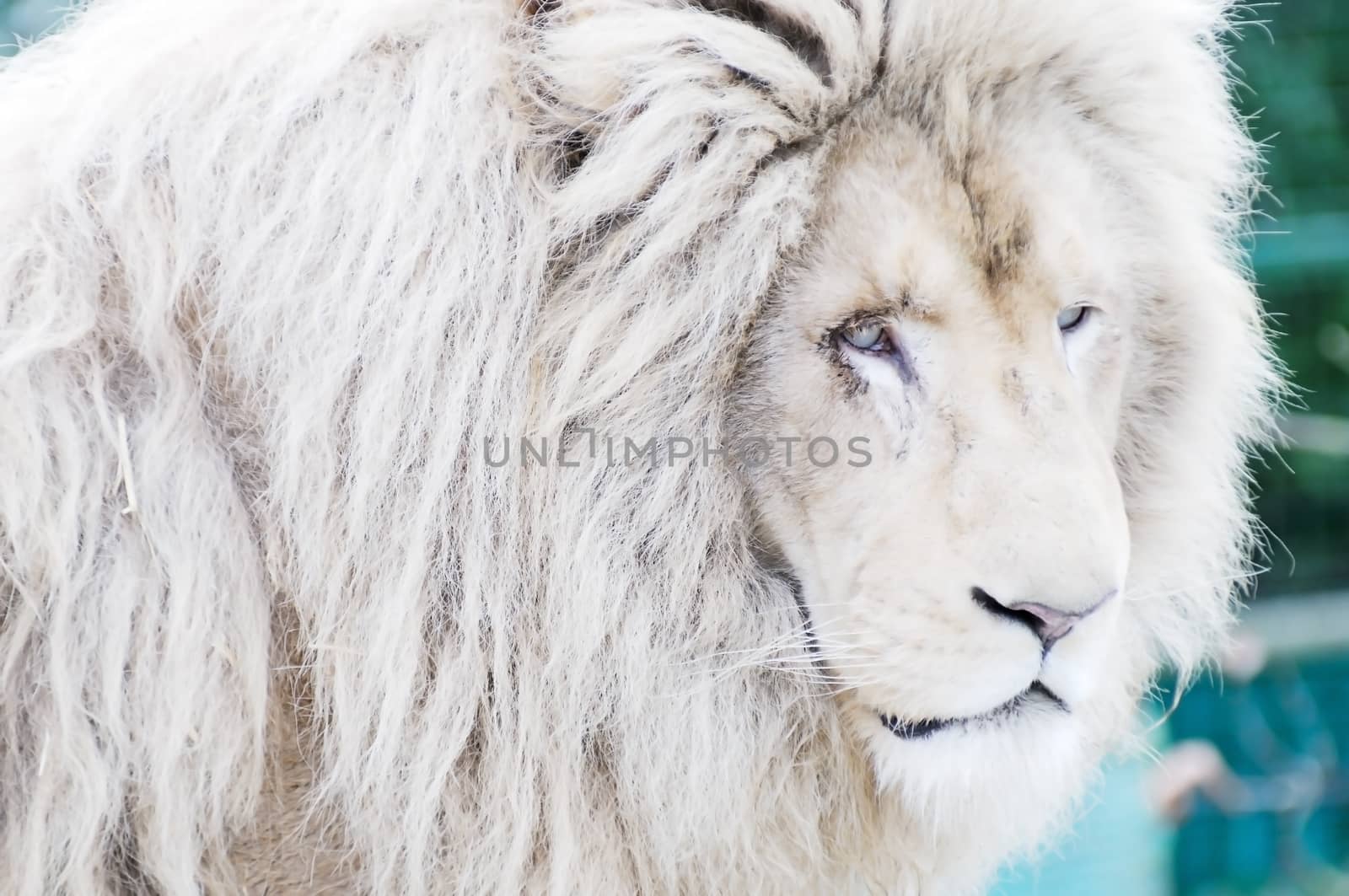White lion closeup of head and face showing fur detail