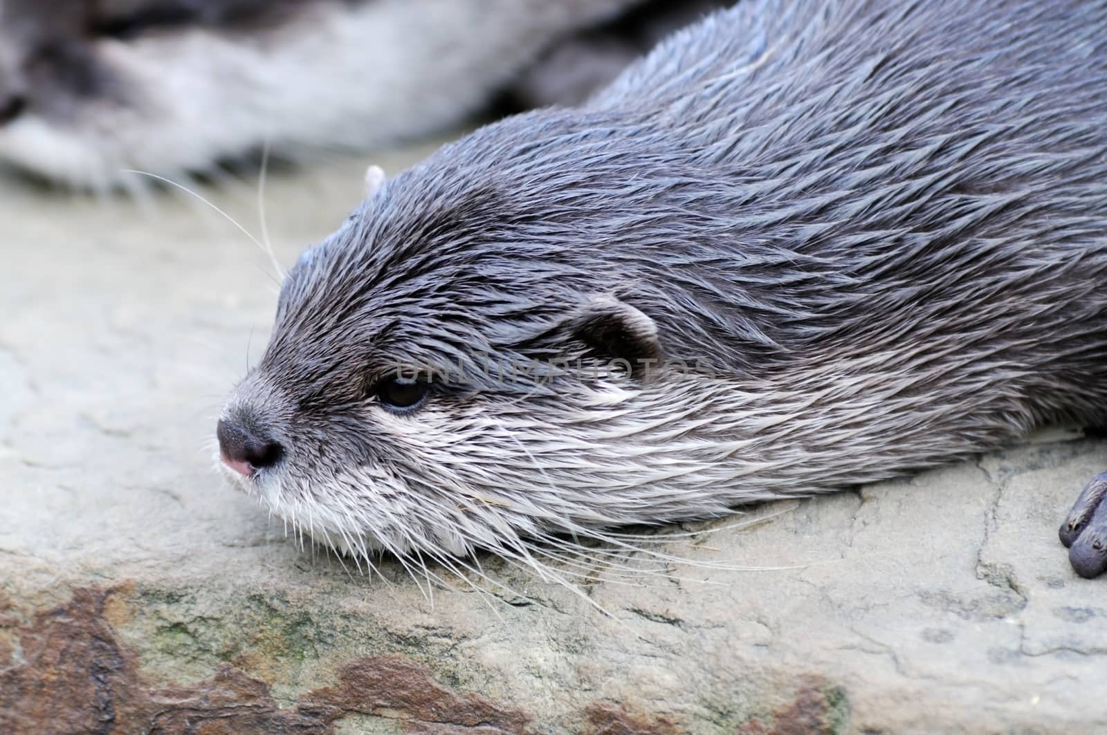 Closeup of cute otter profile