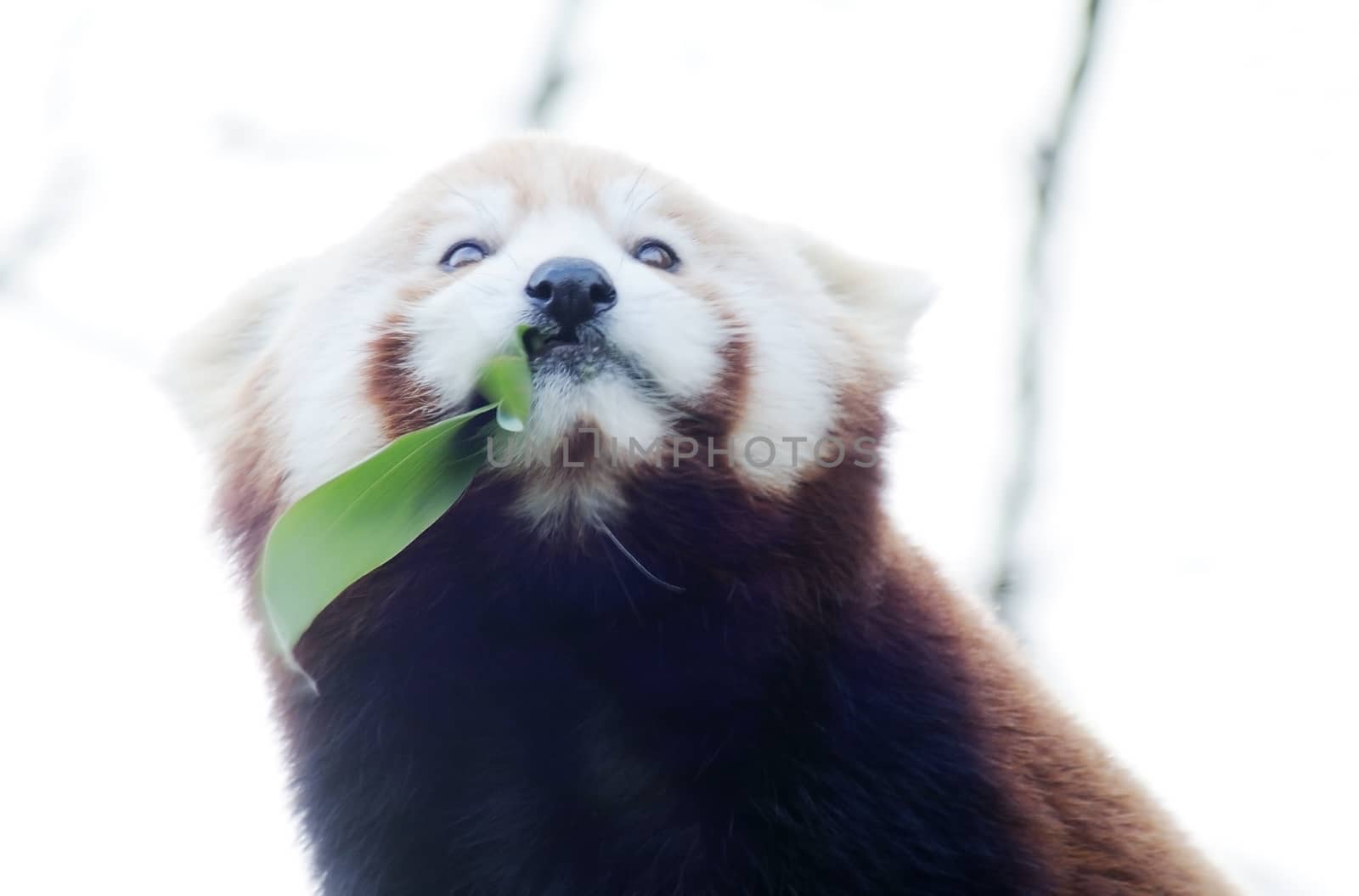 Cute red panda enjoys eating bamboo