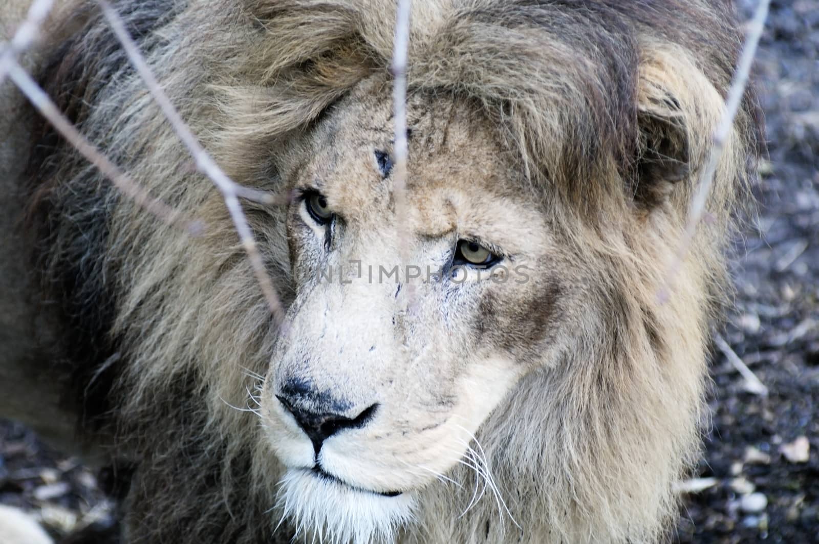 Battle scarred male lion closeup stalking prey