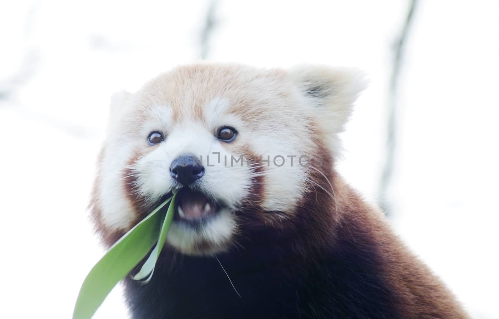 Cute red panda feeding on bamboo leaves