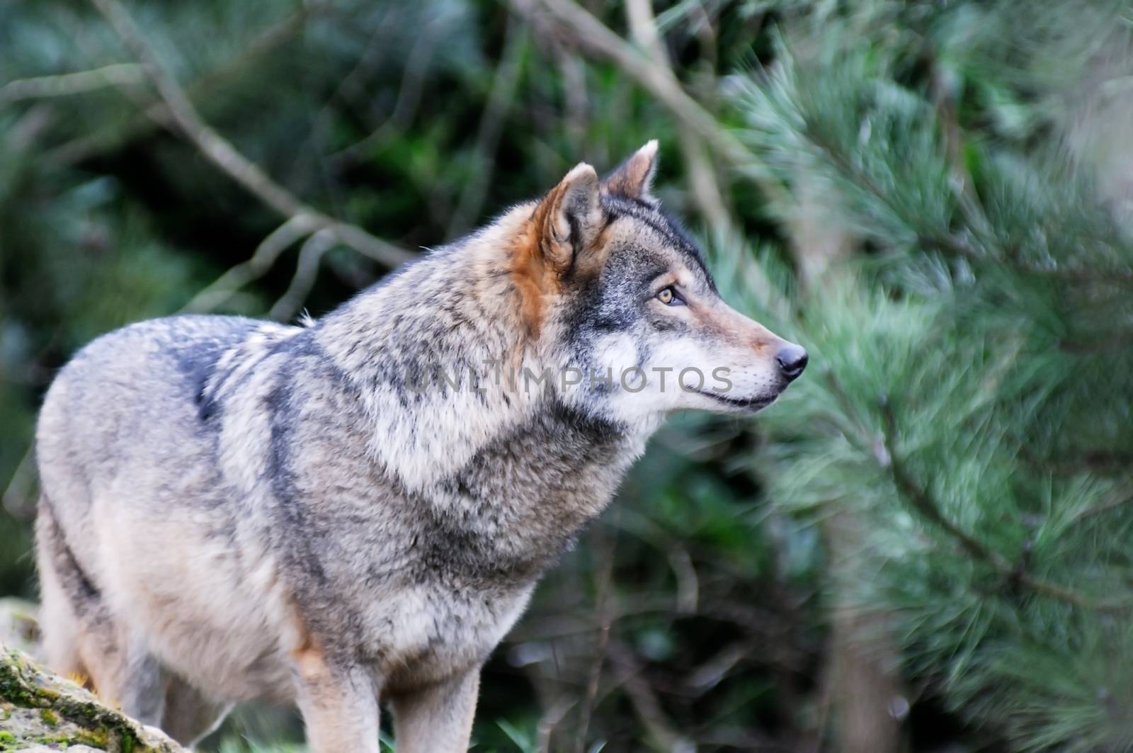 Lone wolf by kmwphotography