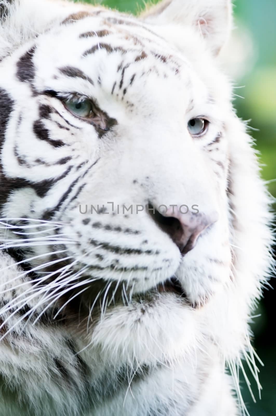 Closeup portrait of white tiger face and fur detail
