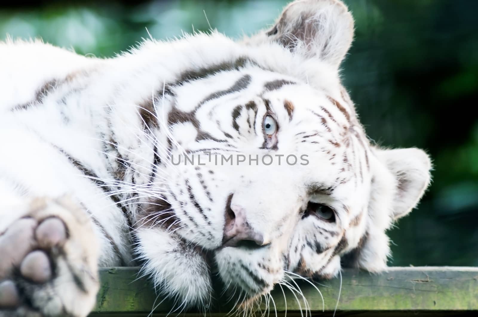 Closeup of white tiger resting showing fur detail and whiskers