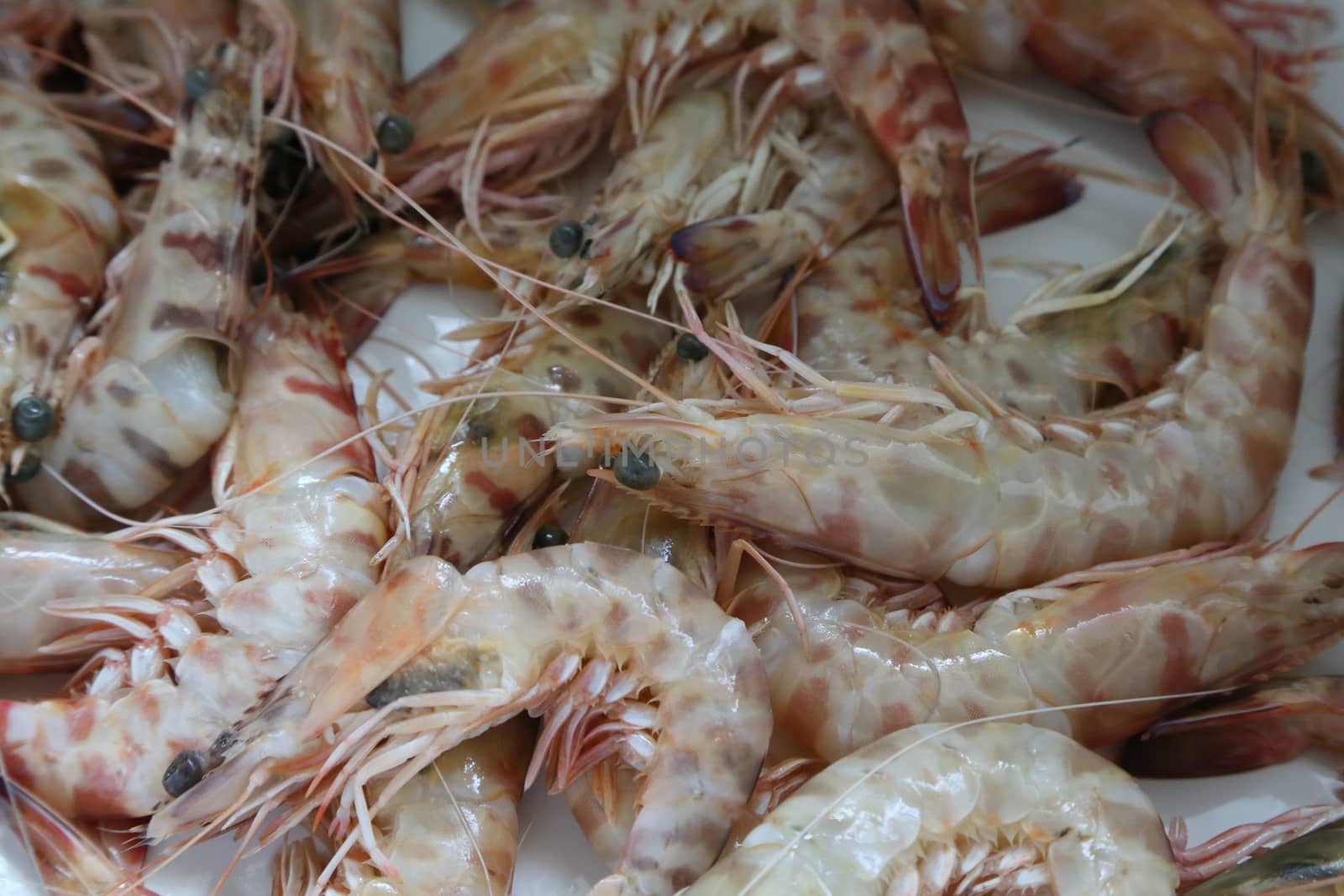 fresh fished shrimps - background