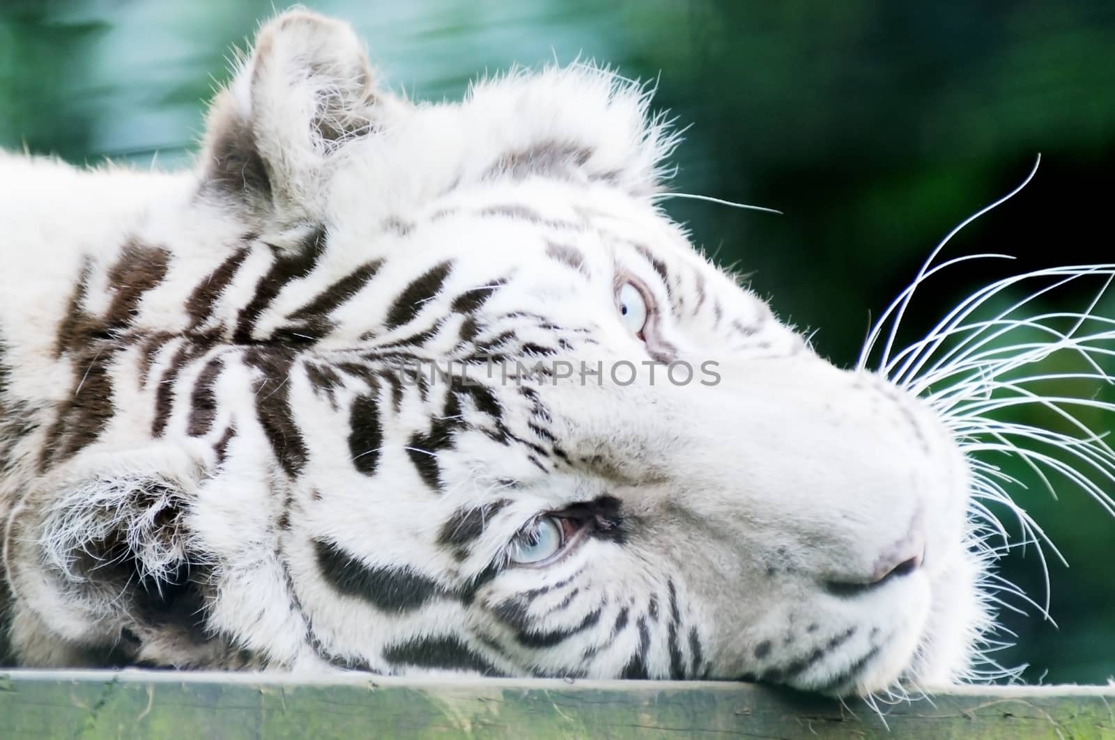 Closeup of white tiger head showing fur and whiskers