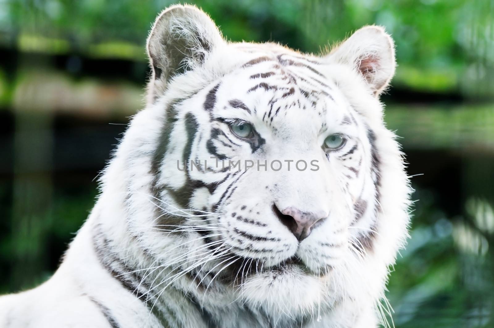 Closeup of white lion head looking alert with fur detail