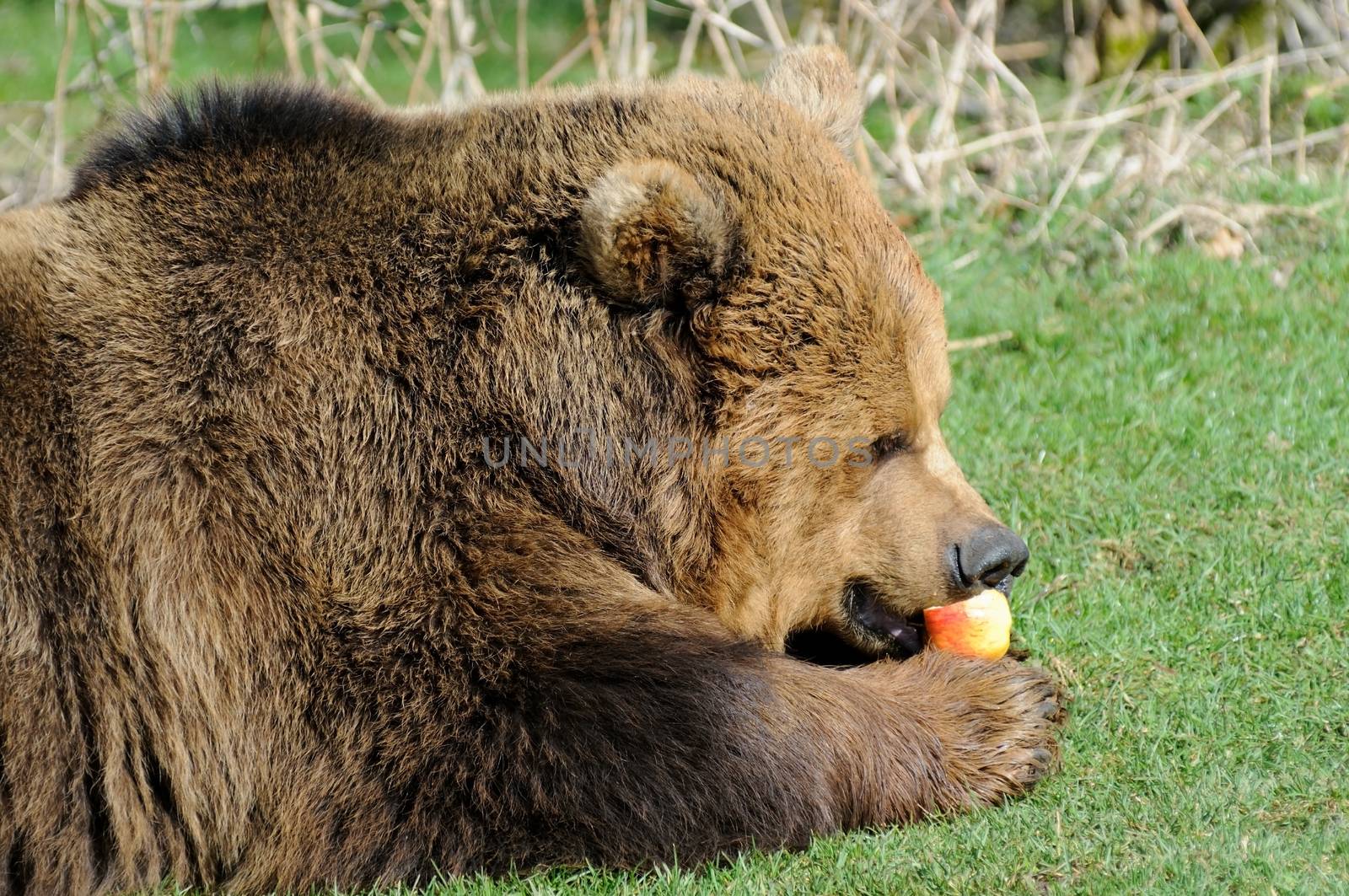 Closeup profile of brown bear feeding on apple in sunshine