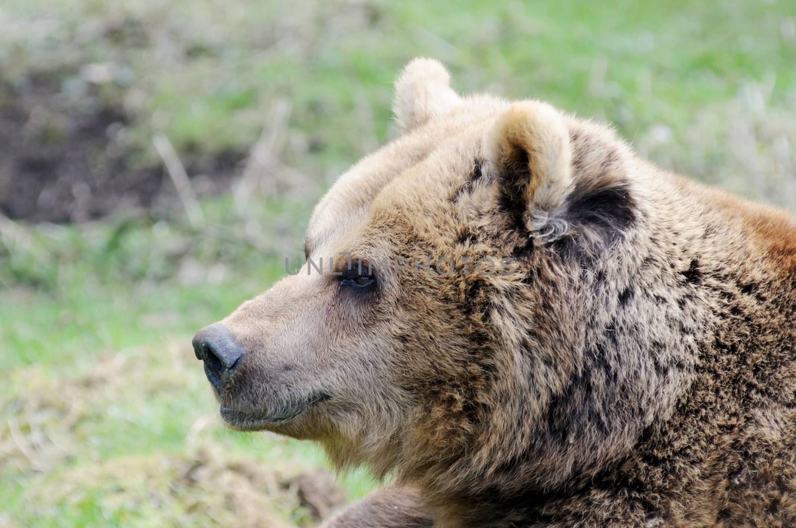 Brown bear closeup profile in the wilderness