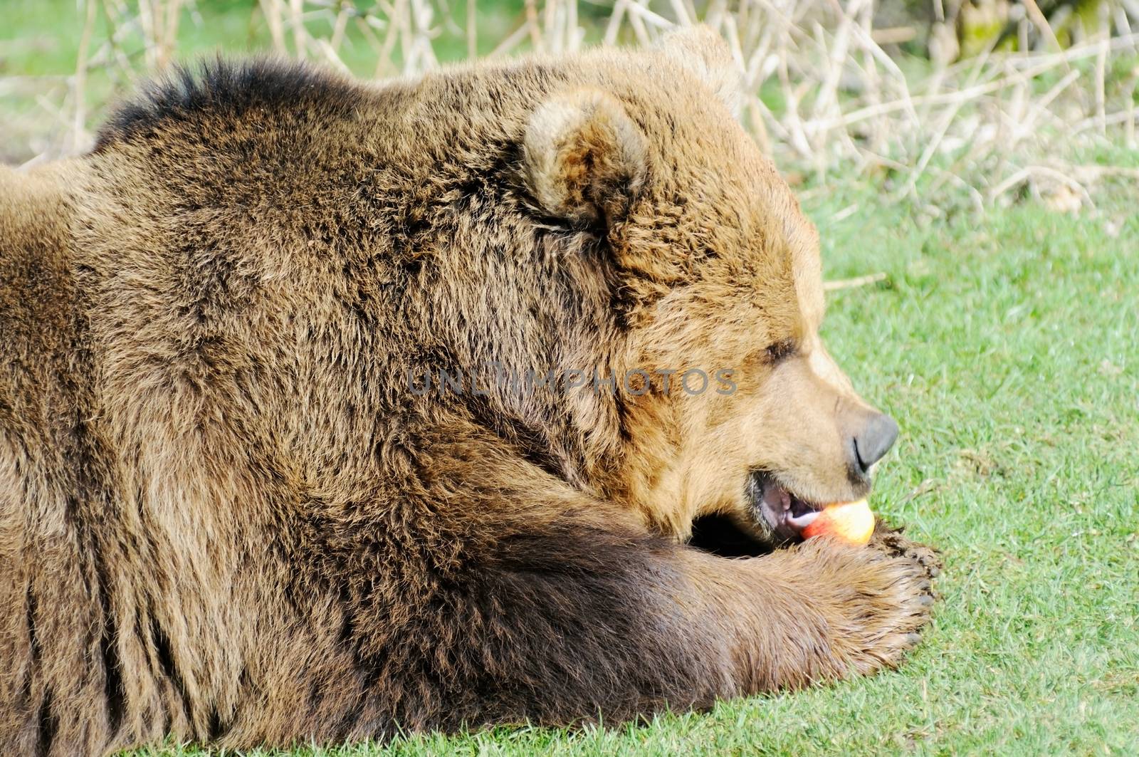 Brown bear in sunshine eating apple closeup profile