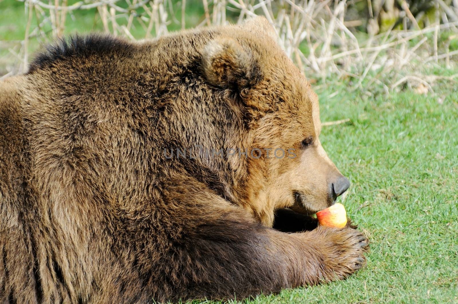 Closeup profile of hungry brown bear eating an apple