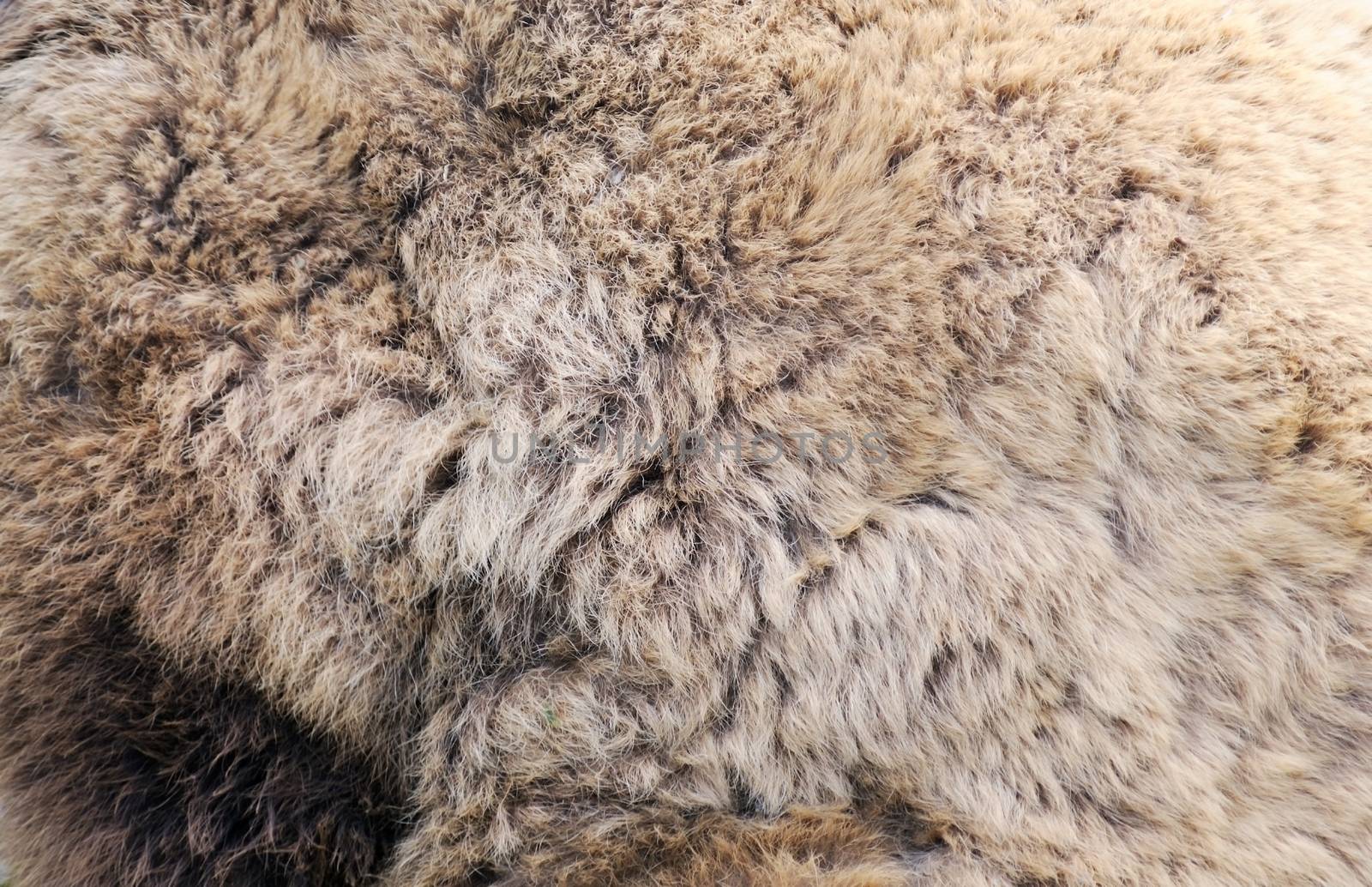 Texture of real brown bear fur closeup, use as background