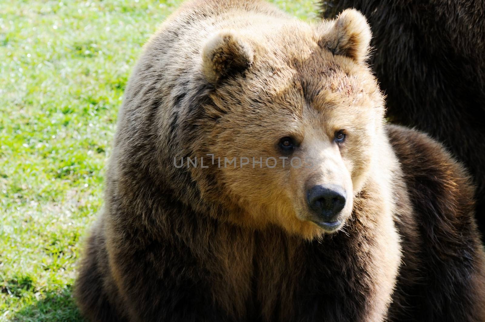 Brown bear lazing in the sunshine closeup
