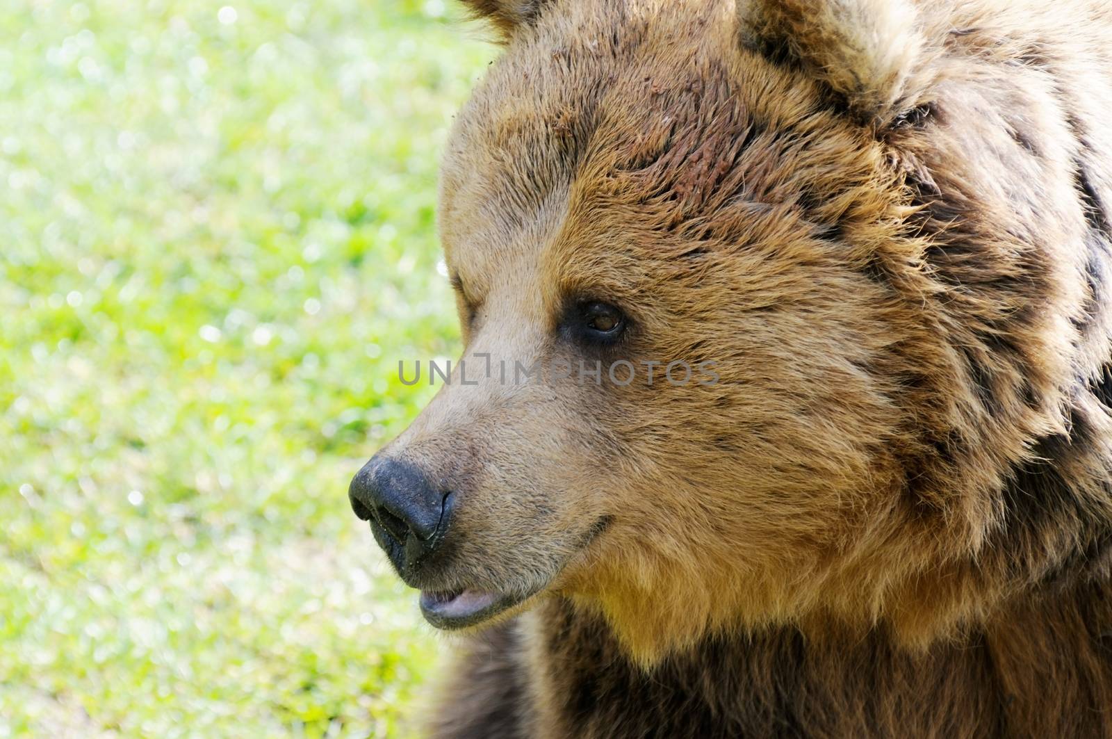 Closeup profile of brown bear head in wild