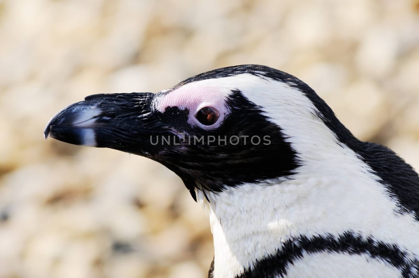 Closeup profile of humboldt penguin in the sunshine