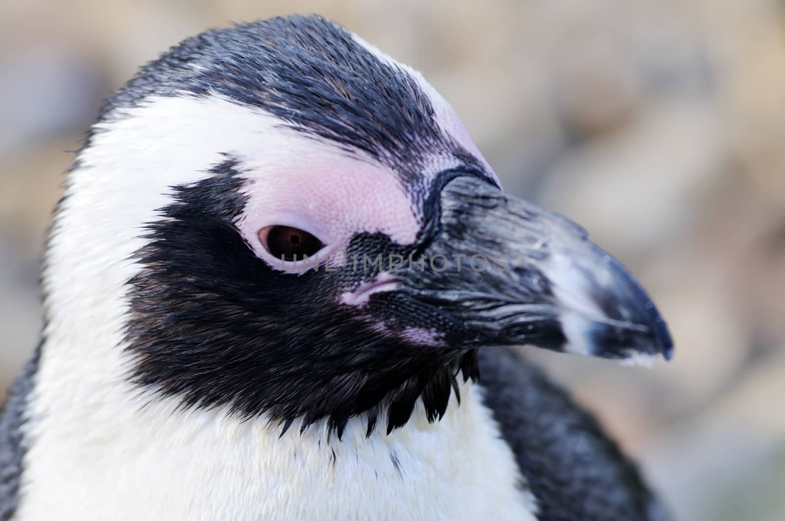 Humboldt penguin closeup profile of head and beak