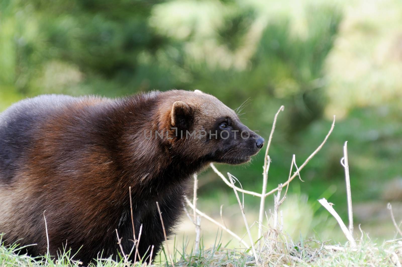 Wolverine in wilderness closeup profile