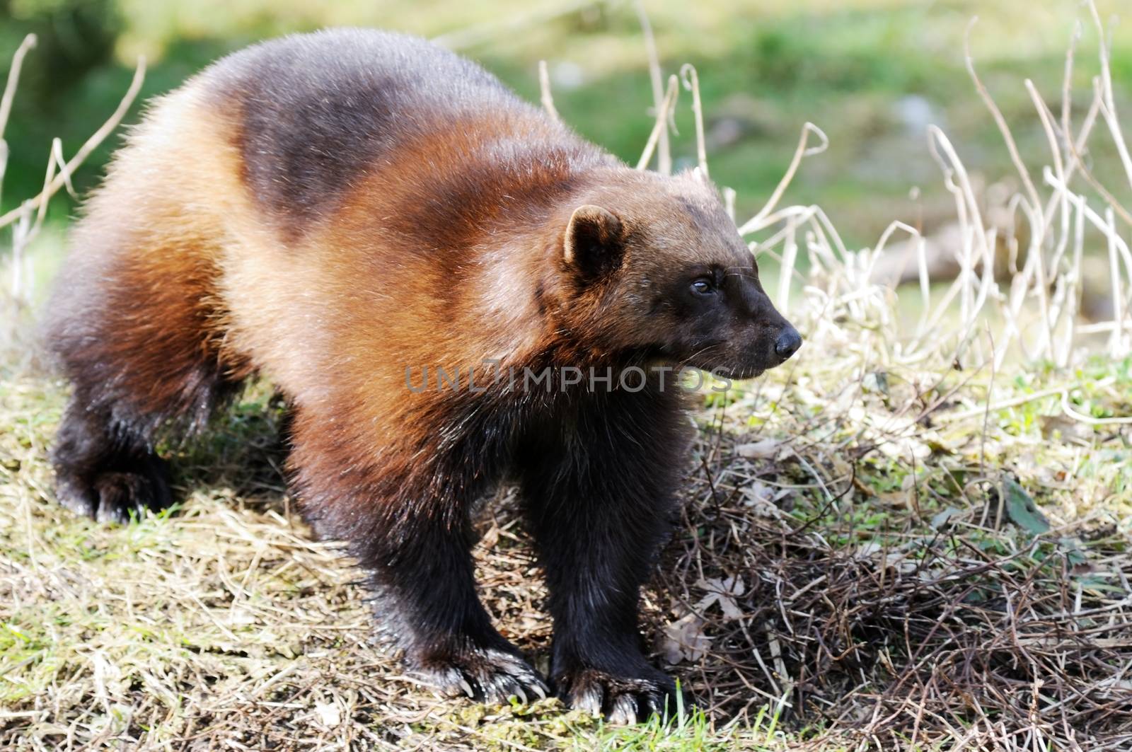 Wolverine in the wild and bright sunshine
