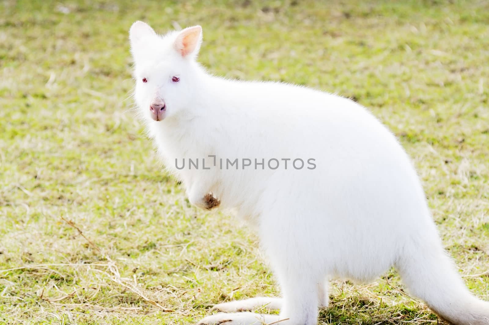 Profile closeup of albino white wallaby with red eyes