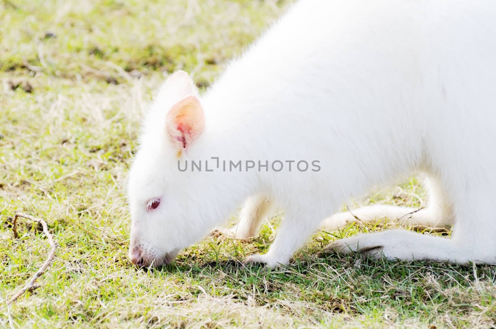 Albino wallaby feeding by kmwphotography