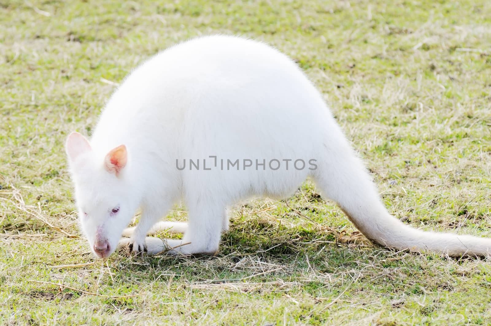 Closeup of albino wallaby eating grass with red eyes