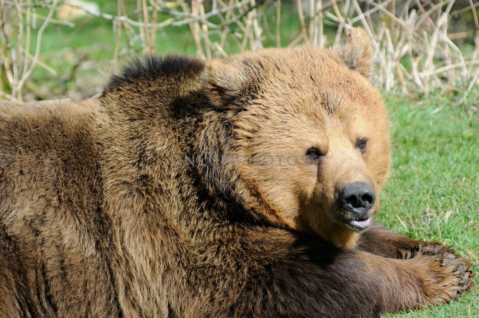Brown Bear Closeup by kmwphotography