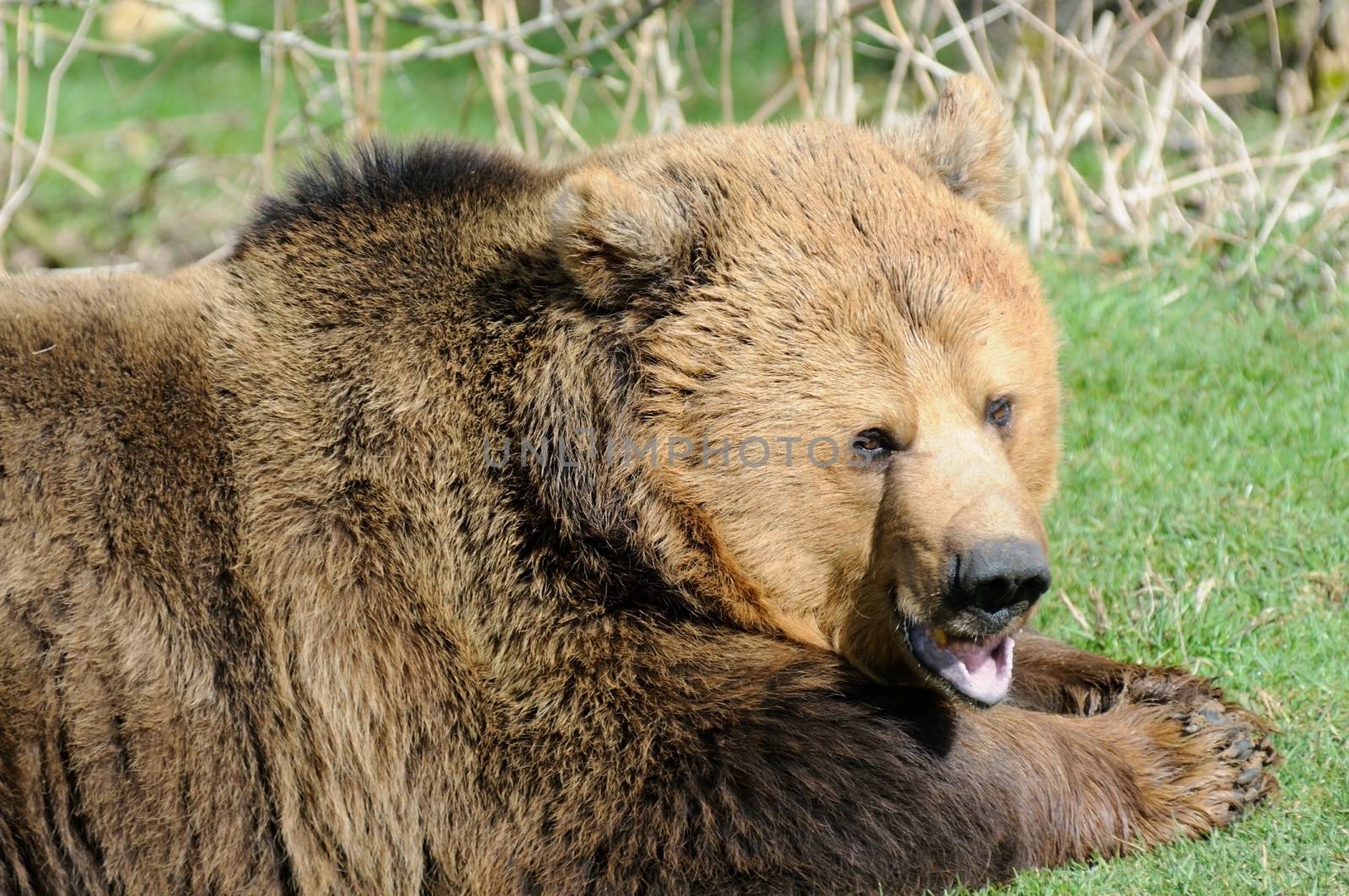 Closeup of brown bear in sunshine with mouth open
