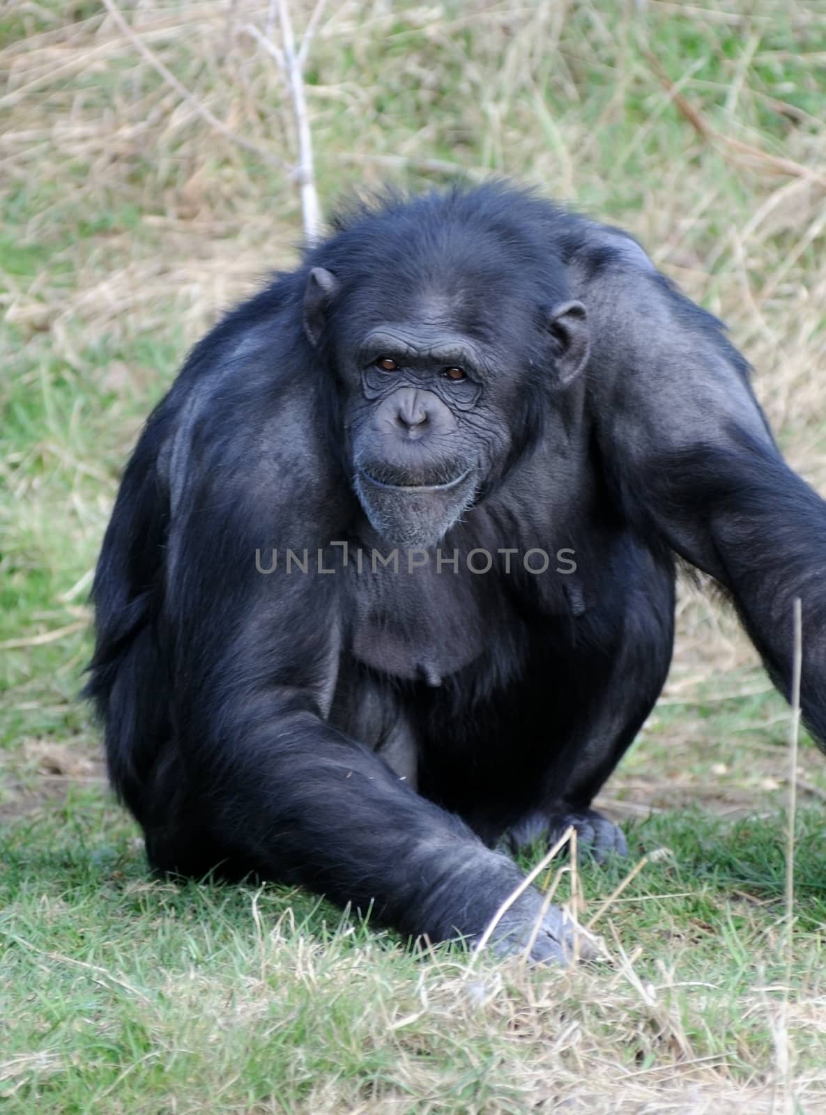 Chimpanzee alert by kmwphotography