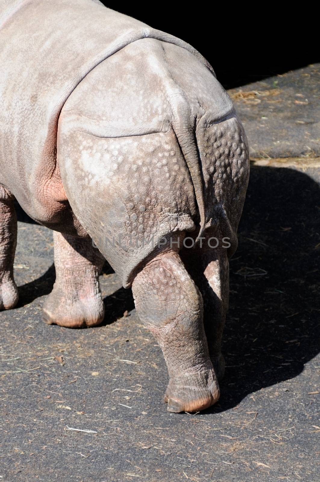 Rhino rear by kmwphotography