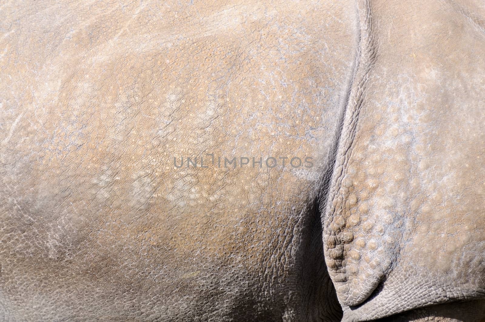 Rhino skin by kmwphotography