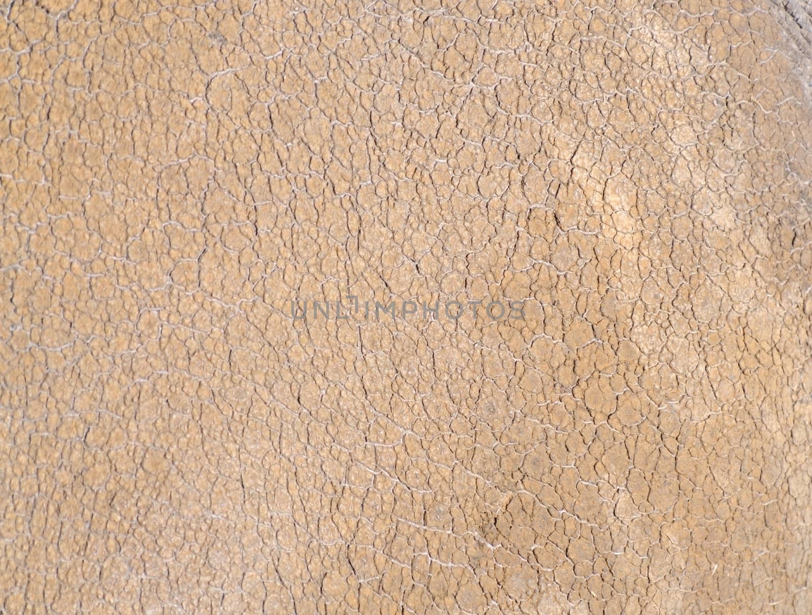 Closeup of rhinoceros skin texture for background