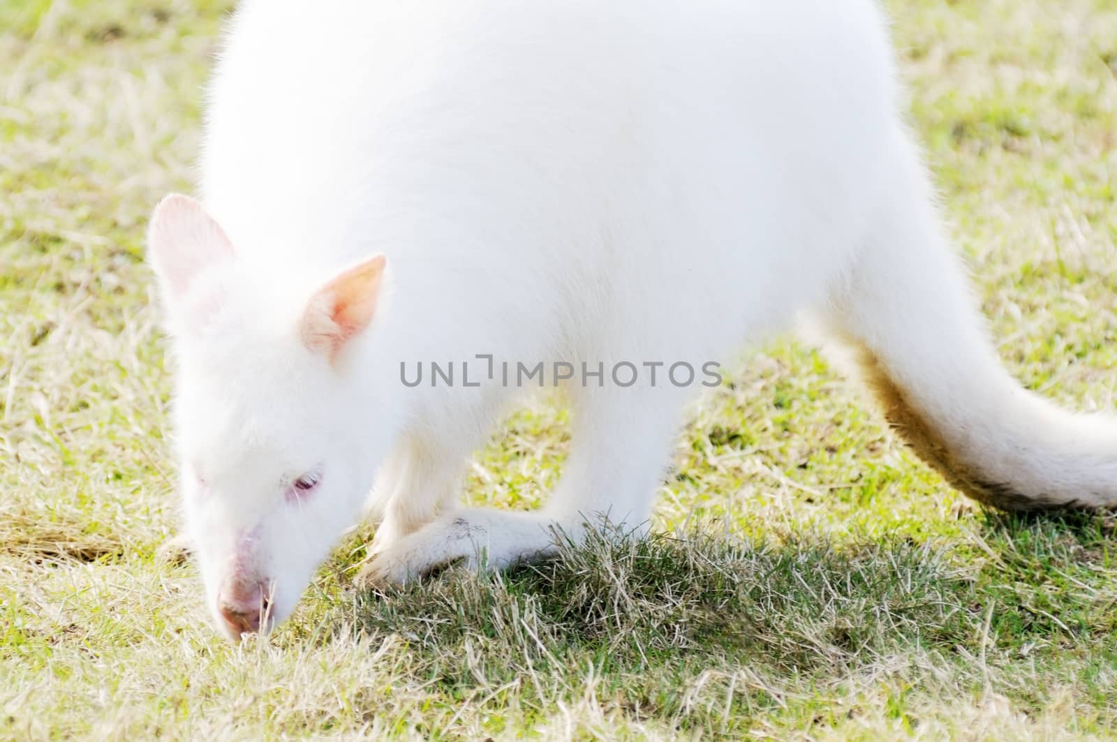 Albino wallaby eating grass with red eyes