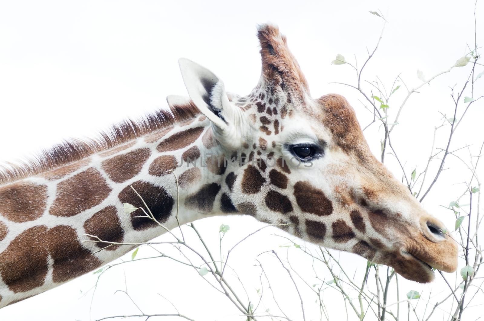 Giraffe feeding by kmwphotography