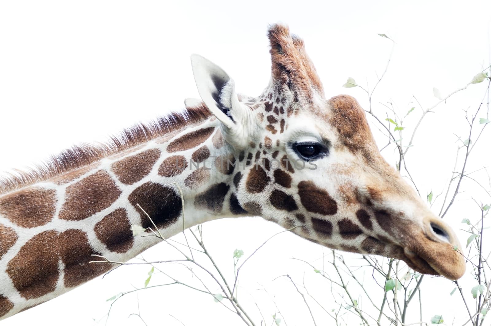 Giraffe eating by kmwphotography