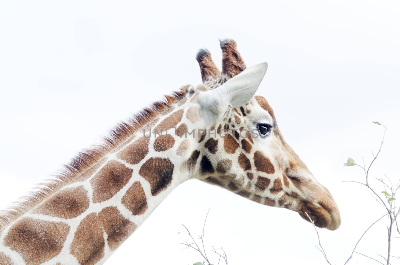 Closeup of giraffe head and neck showing fur detail