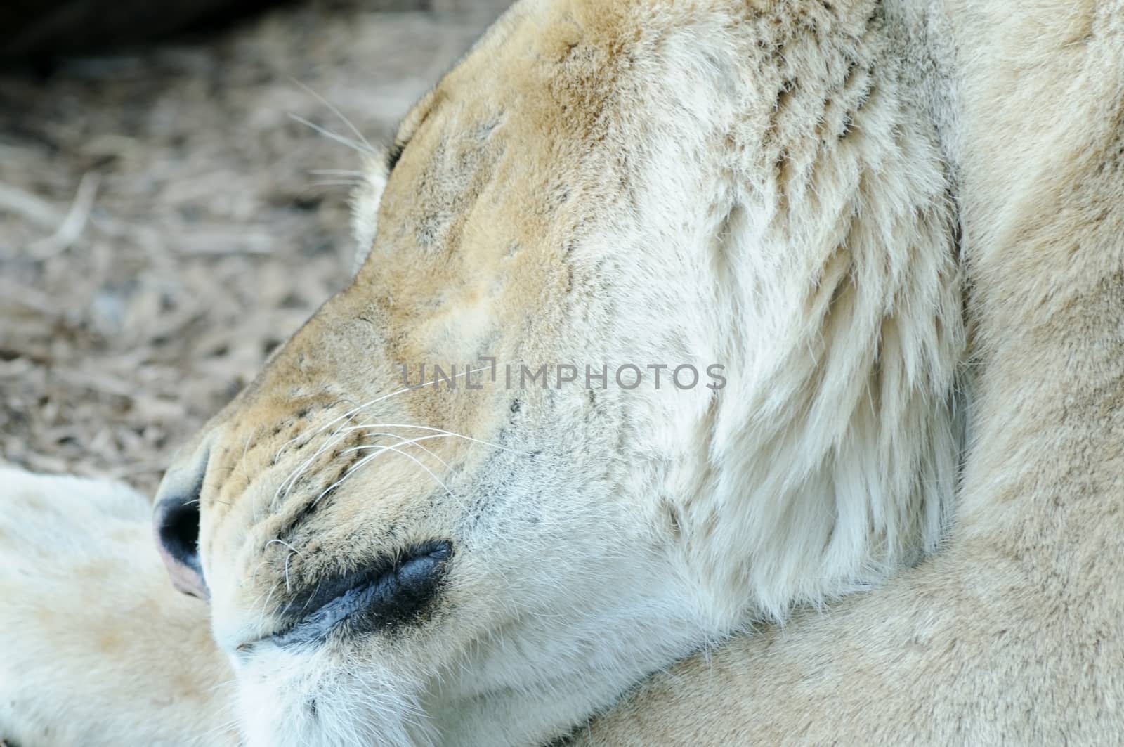 Closeup up of lioness sleeping and lazy showing fur detail
