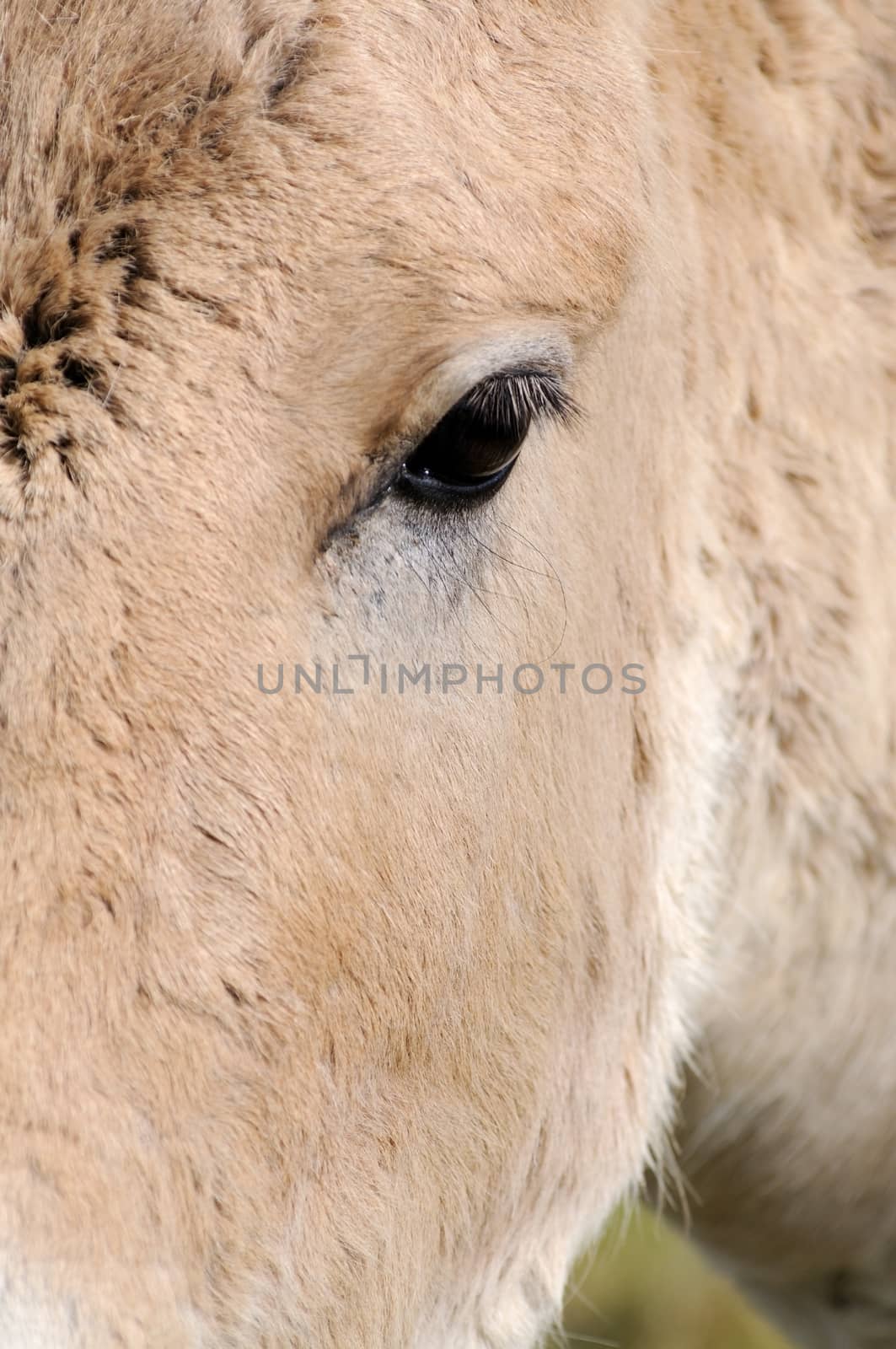 Closeup of onager head and eye showing fur detail