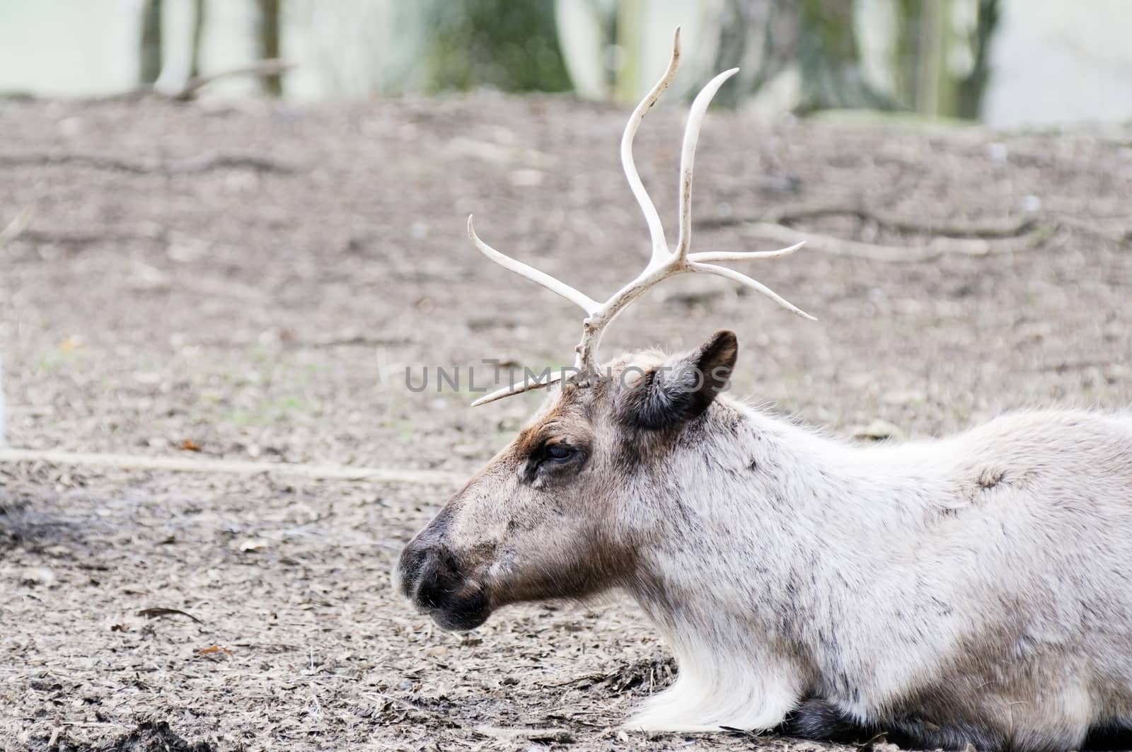Reindeer resting by kmwphotography