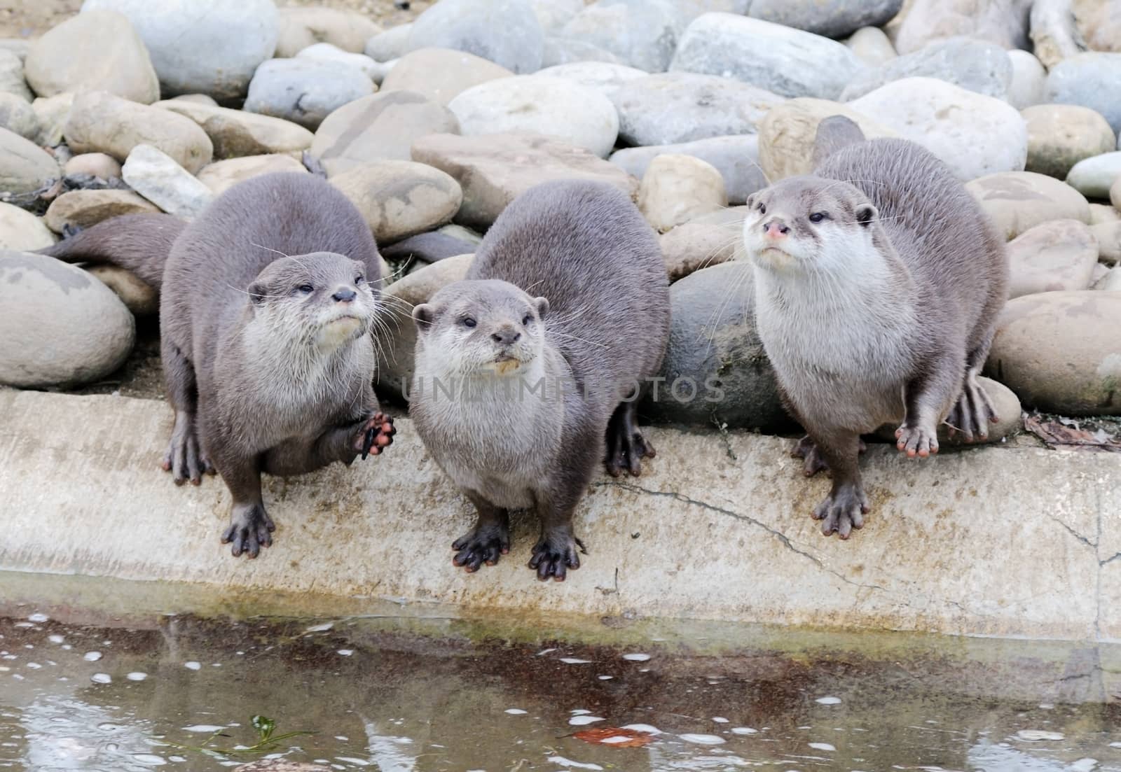Three cute otters by the water edge