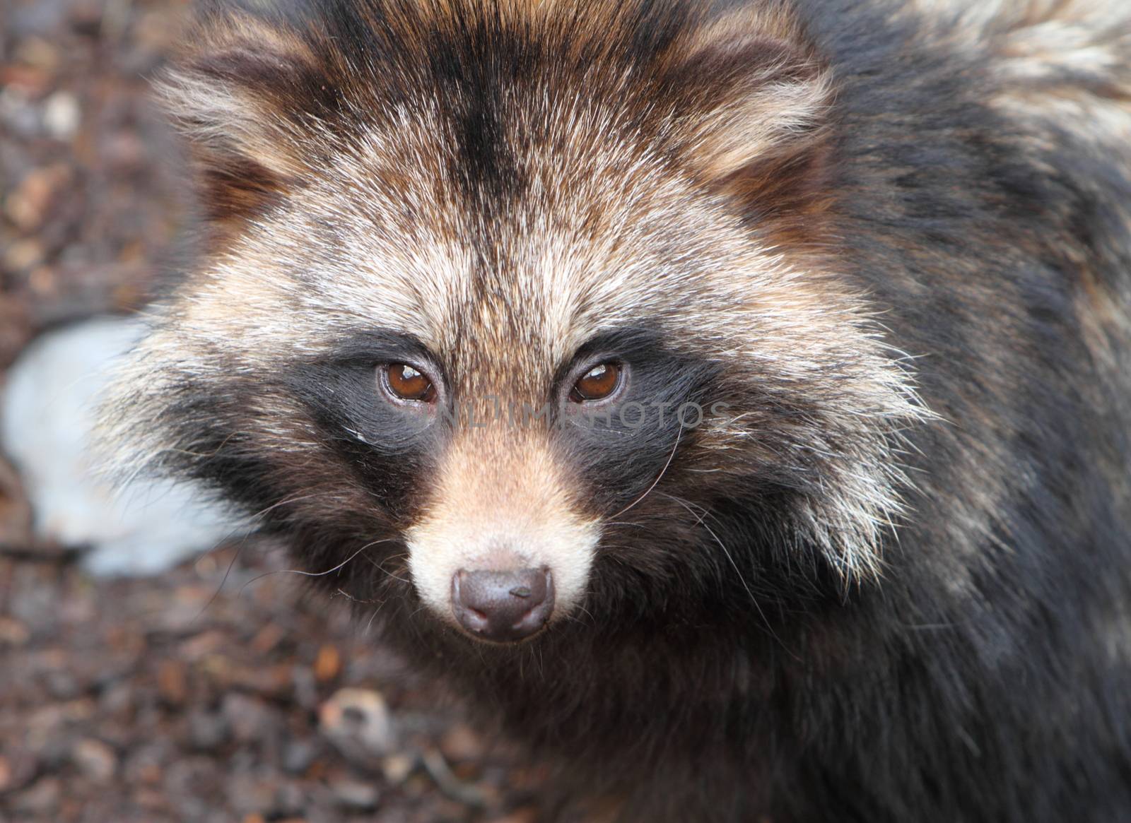 Raccoon dog, Nyctereutes procyonoides by mitzy