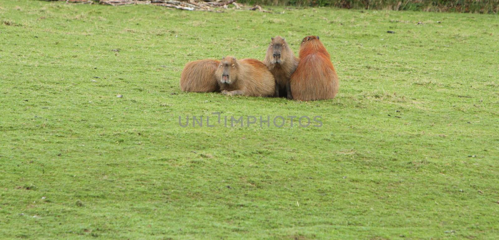 Capybara, hydrochoerus hydrochaeris by mitzy