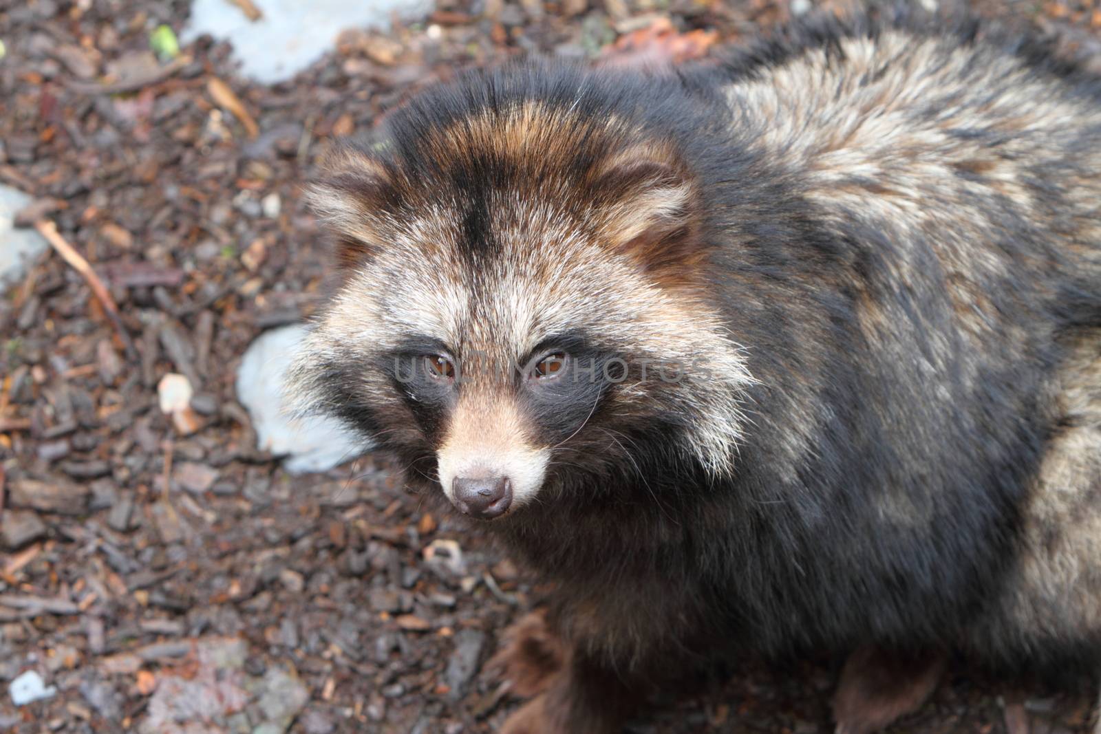 Raccoon dog, Nyctereutes procyonoides by mitzy