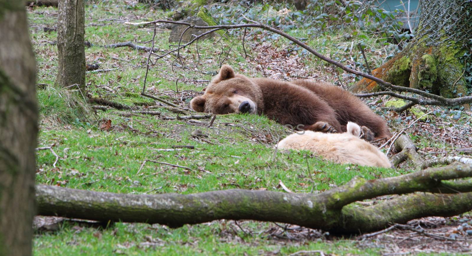 Sleepy European Brown Bear by mitzy